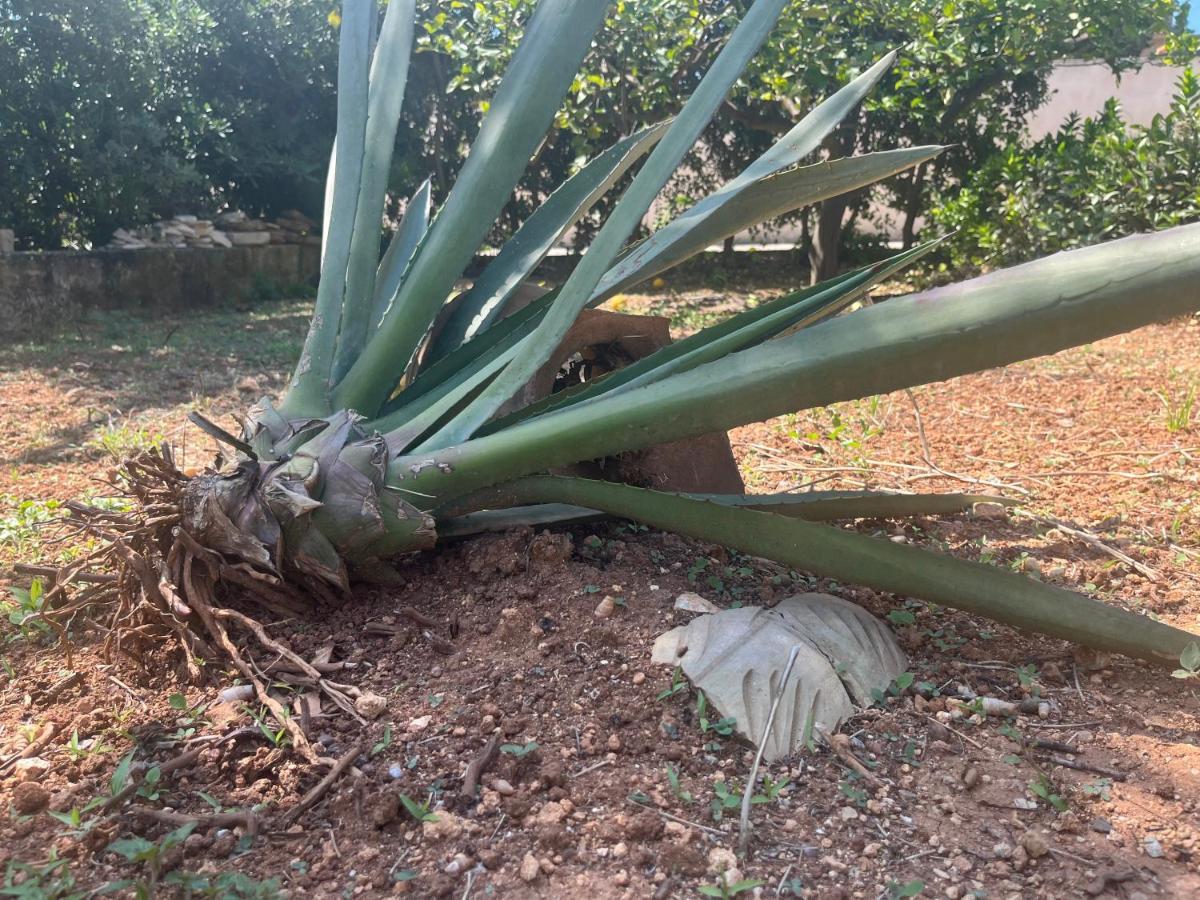 فيلا Nespolilla بتروسينو المظهر الخارجي الصورة