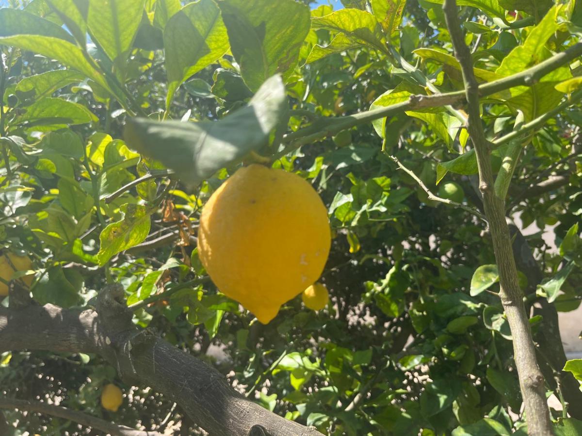 فيلا Nespolilla بتروسينو المظهر الخارجي الصورة